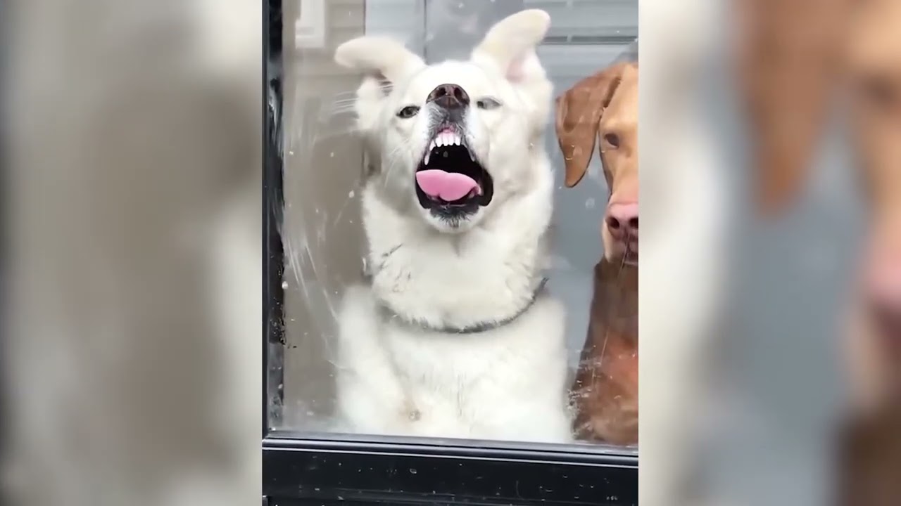 Caught on Camera: The Cutest Aniaml Moments Ever! 📸 #42