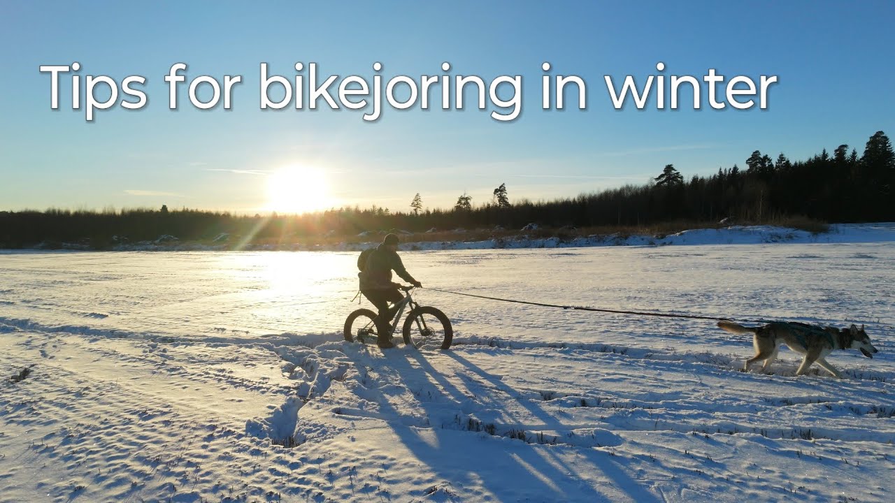 Tips for Fatbike bikejoring with a Husky
