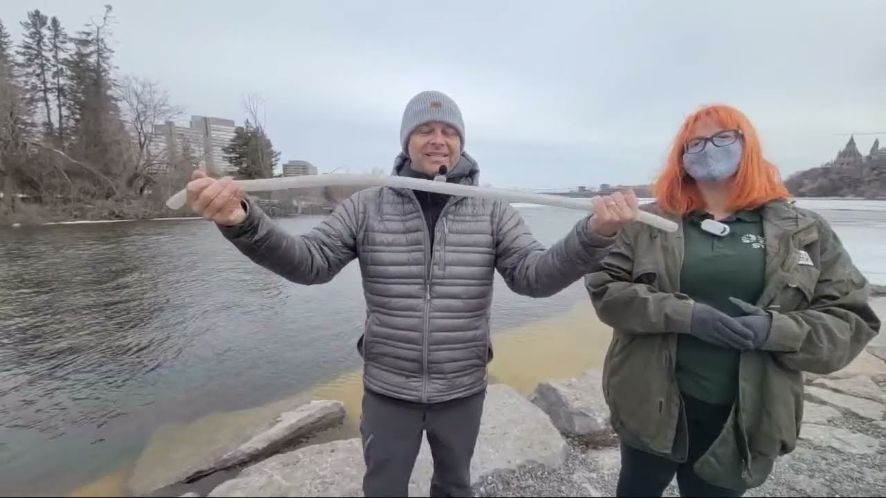 Eels in the Ottawa River - The [Great] Lakes Roadtrip Live