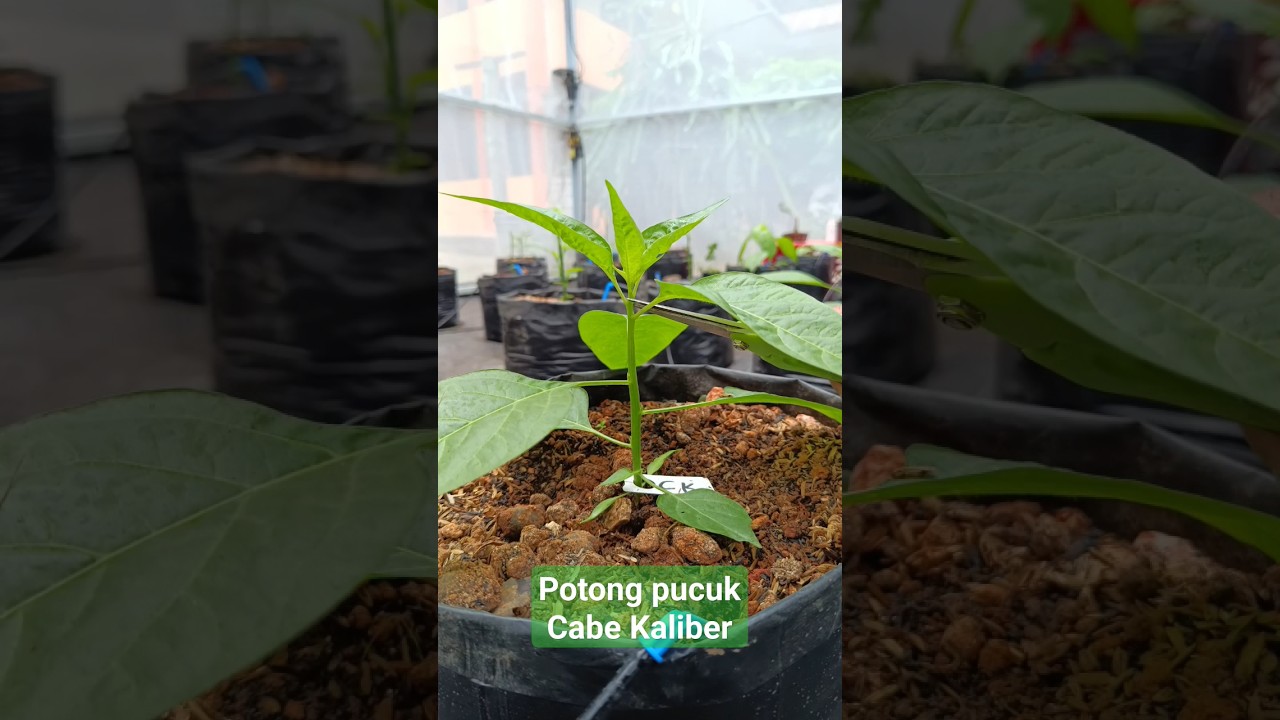 Potong Pucuk Cabe Kaliber - #greenhouse #cabe #cabekaliber #potongpucuk