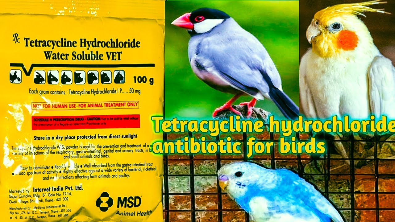 Tetracycline hydrochloride antibiotic for birds | Tetracycline hydrochloride water soluble vet