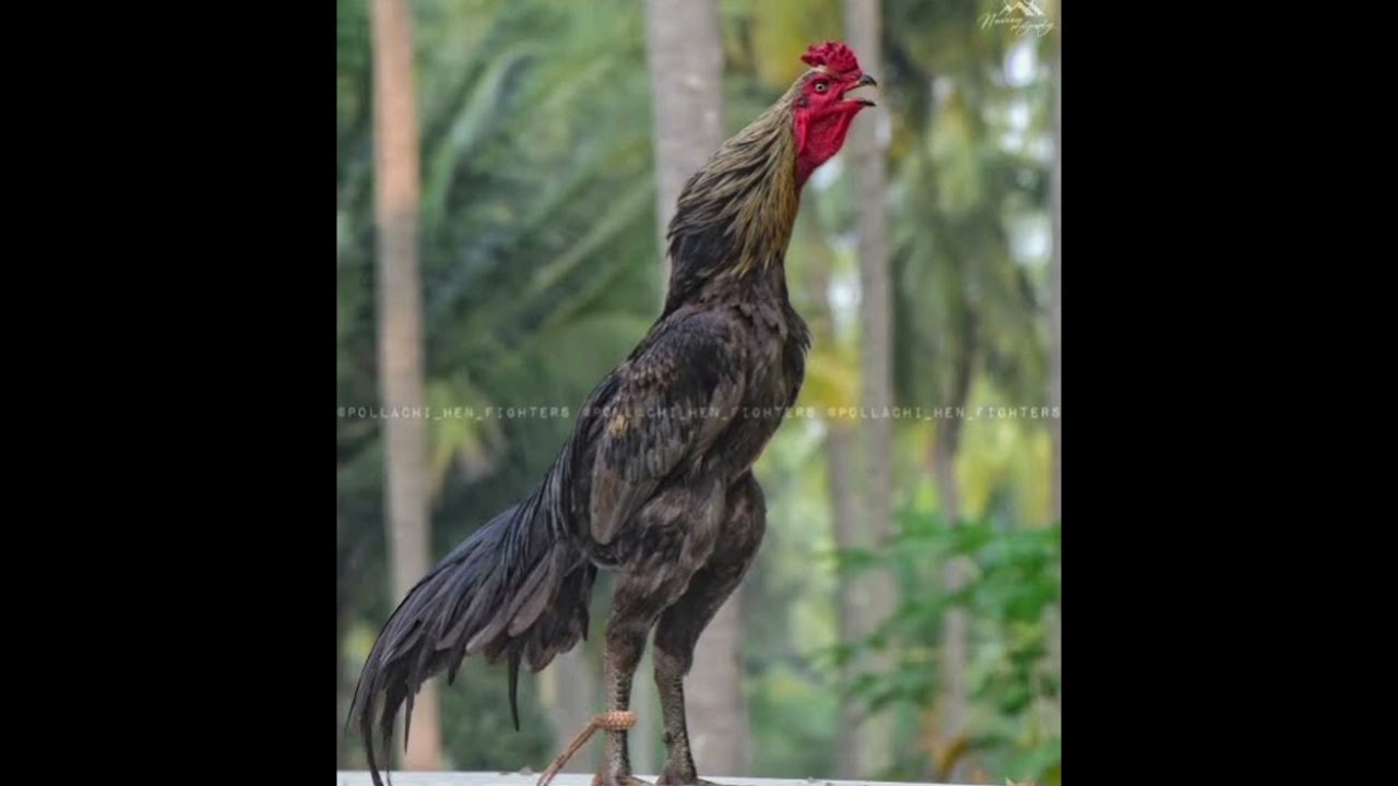 தலைவர் செட் கட்டு சேவல் பற்றி ஒரு தகவல் #kattuseval