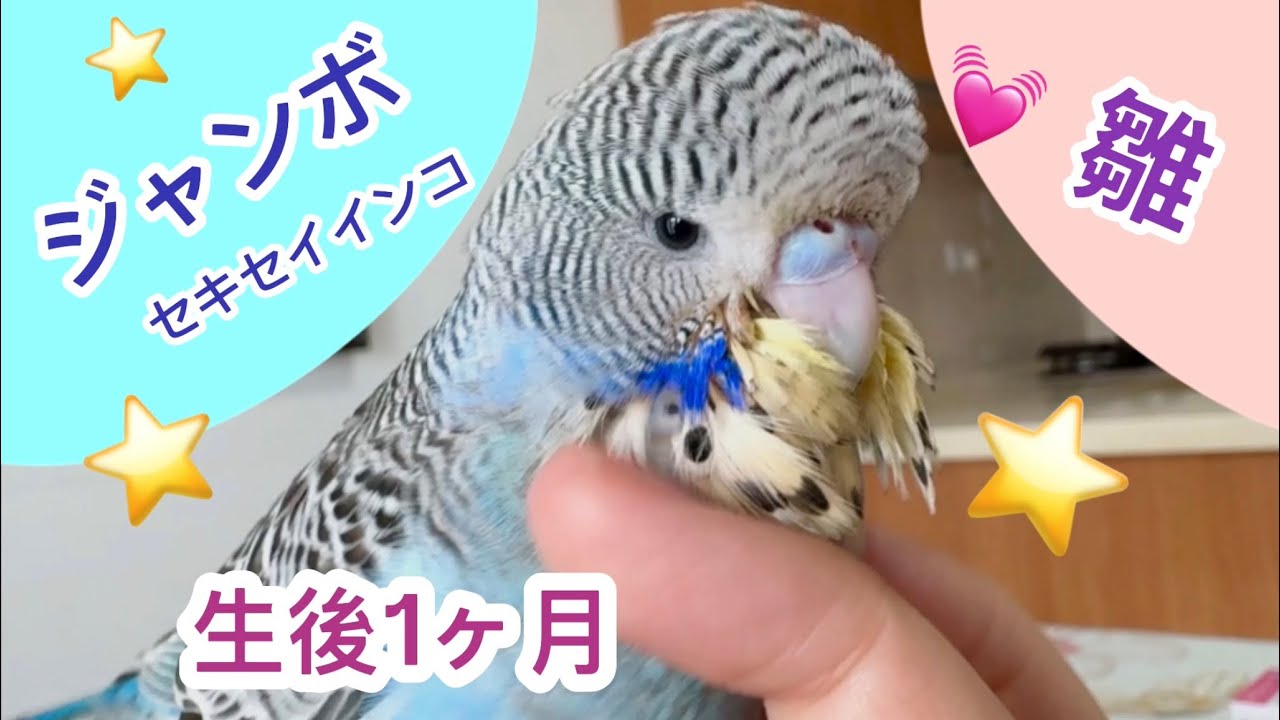 【ジャンボセキセイインコ雛】生後1ヶ月になりました