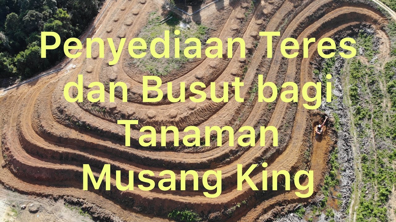 Kaedah penyediaan Teres Tanaman di Ladang Durian Moden Kg Tengkek