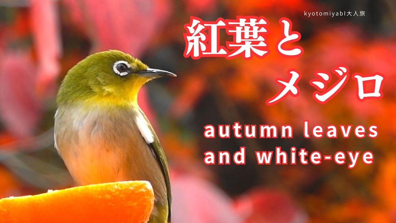 【紅葉と野鳥】庭の紅葉の木に野鳥のメジロがたってきた 自然風景, 野鳥 autumn leaves and white-eye