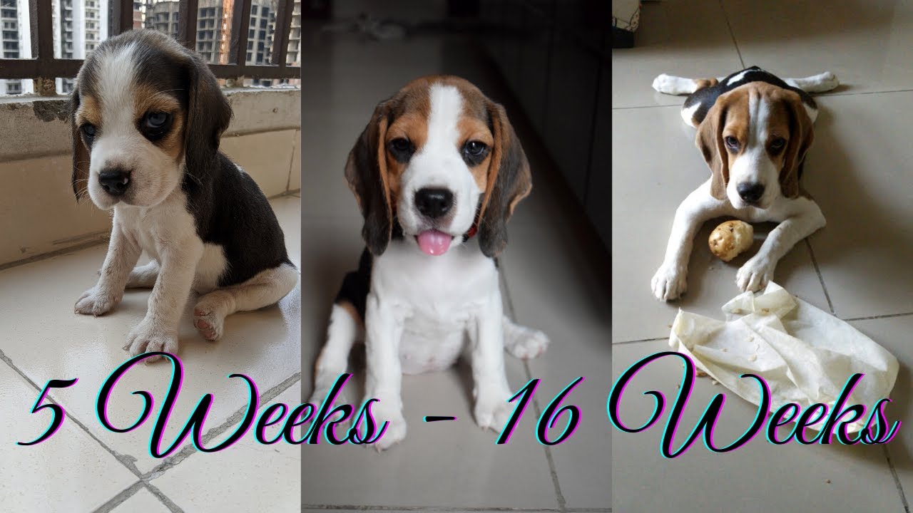 Journey of Beagle from 5 Weeks to 16 Weeks | Muffin | TheBeagleMuffin  😍