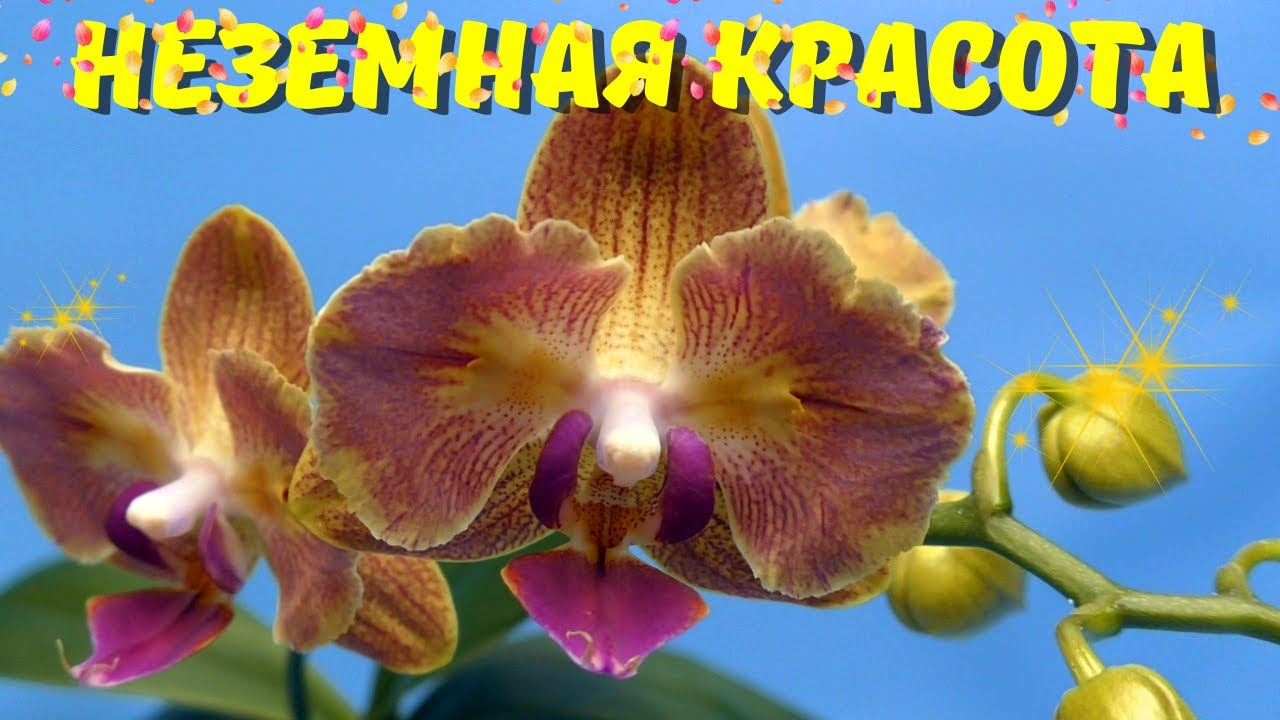 Дебютное цветение 