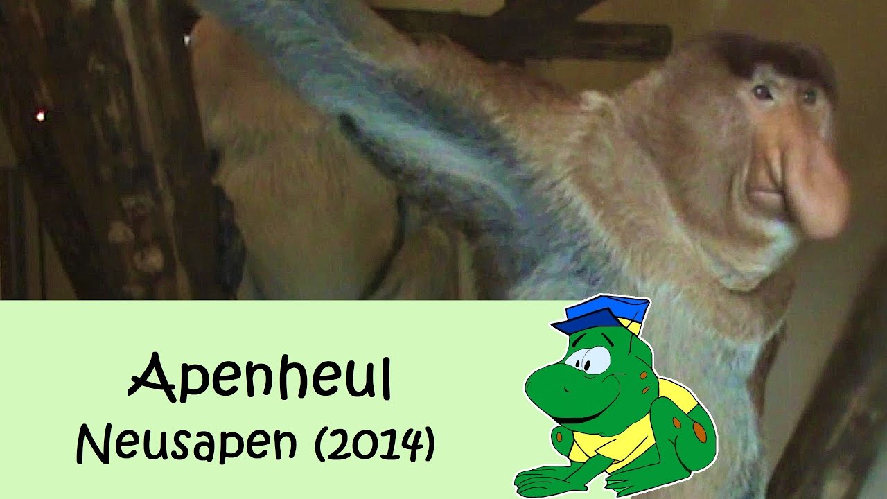 Apenheul, Neusapen (2014)