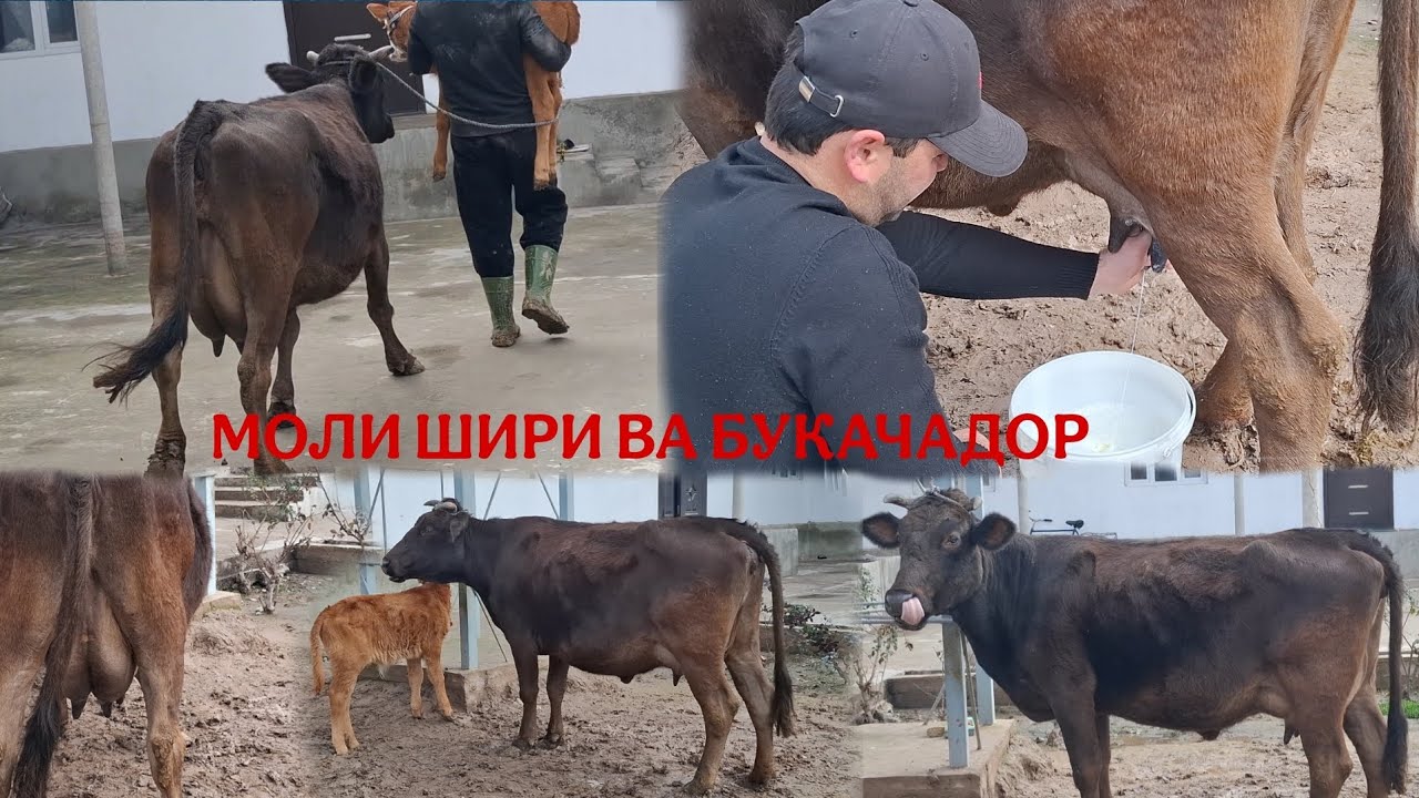 🤷‍♂️МОЛИ ШИРИИ БУКАЧАДОР😱.ТЕЛ:+992 008 08 88 47🫵🤙.  3 февраля 2026 г