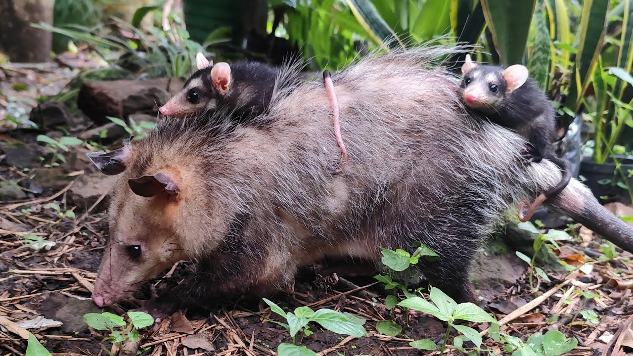 🐭 ZARIGÜEYA ADOPTA CRÍAS HUERFANAS | ABRIL MARA