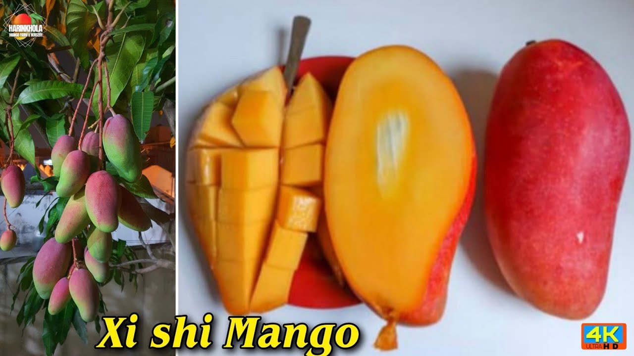Xi Shi Mango farming in india