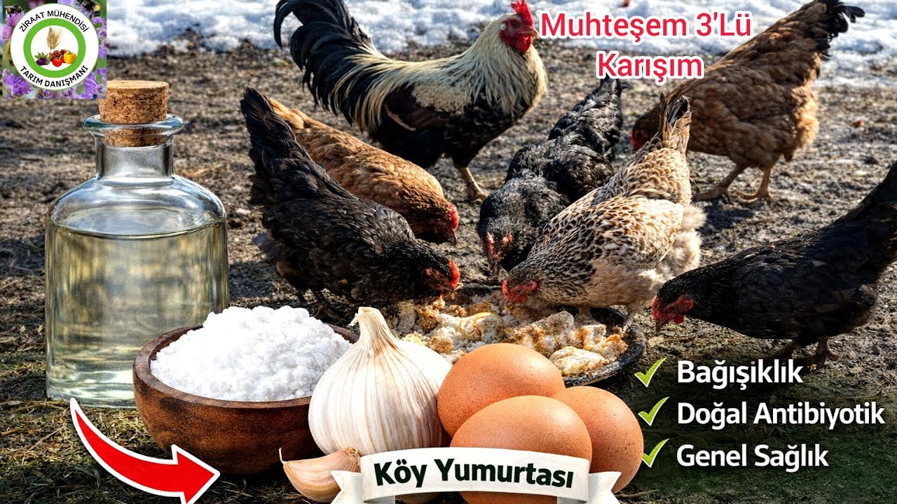 Tavuk Hastalıklarını Organik Karışımla Evde Nasıl Tedavi Ederiz🐔Tavukların Yumurta Verimi %100 Artar