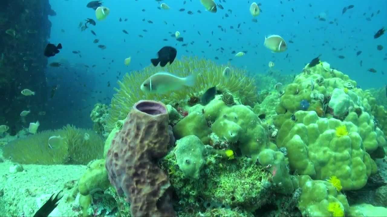 Pro underwater video course Showreel, by Marie