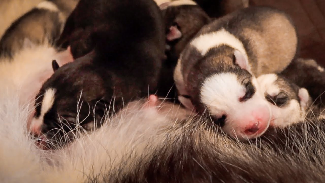 NEWBORN HUSKY PUPPIES WITH MOMMA!