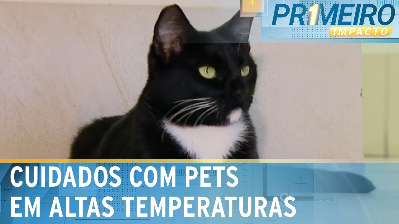 Animais de estimação também são afetados com aumento nas temperaturas | Primeiro Impacto (25/04/24)