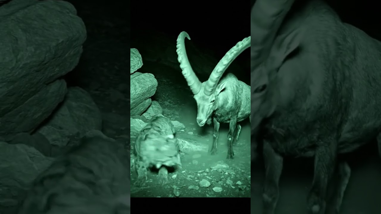 After the Rescue… ibex protects a baby mountain goat 