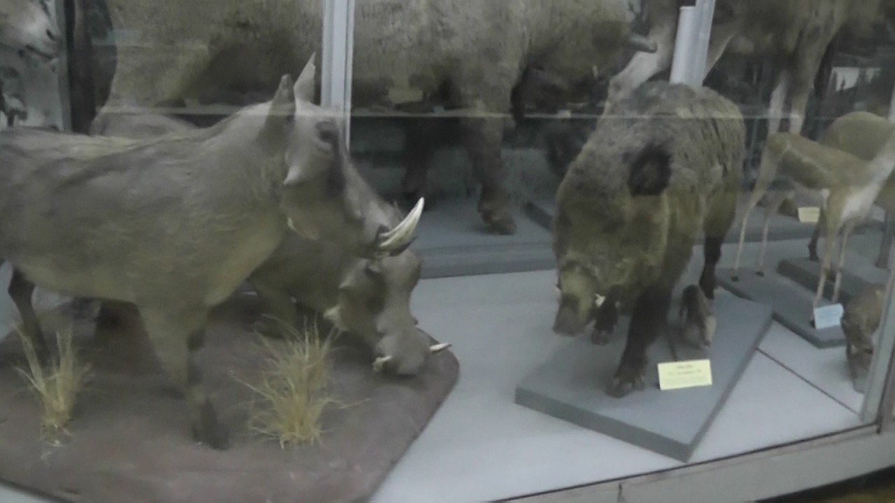 Природоведческий музей. The National Museum of Natural History