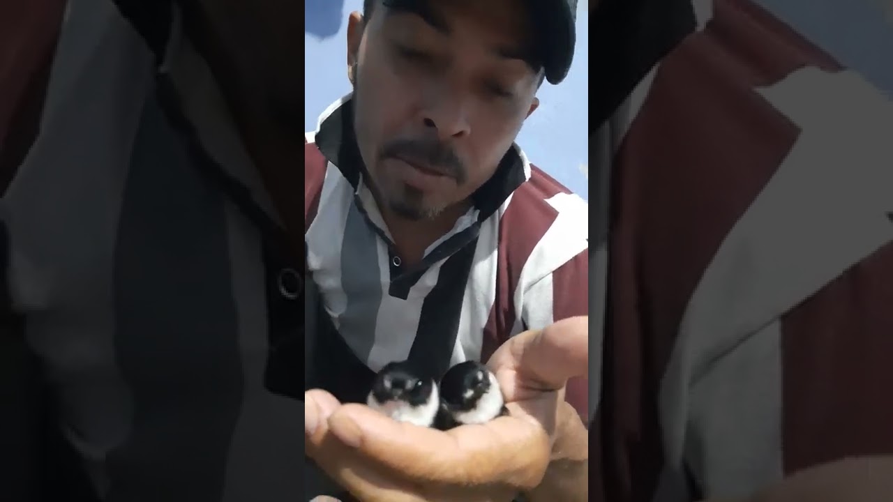 pajaro macua