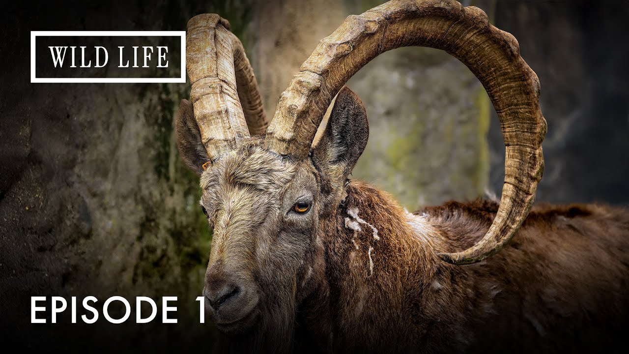 Hidden Wildlife in Portugal | Wild Portugal | Episode 1