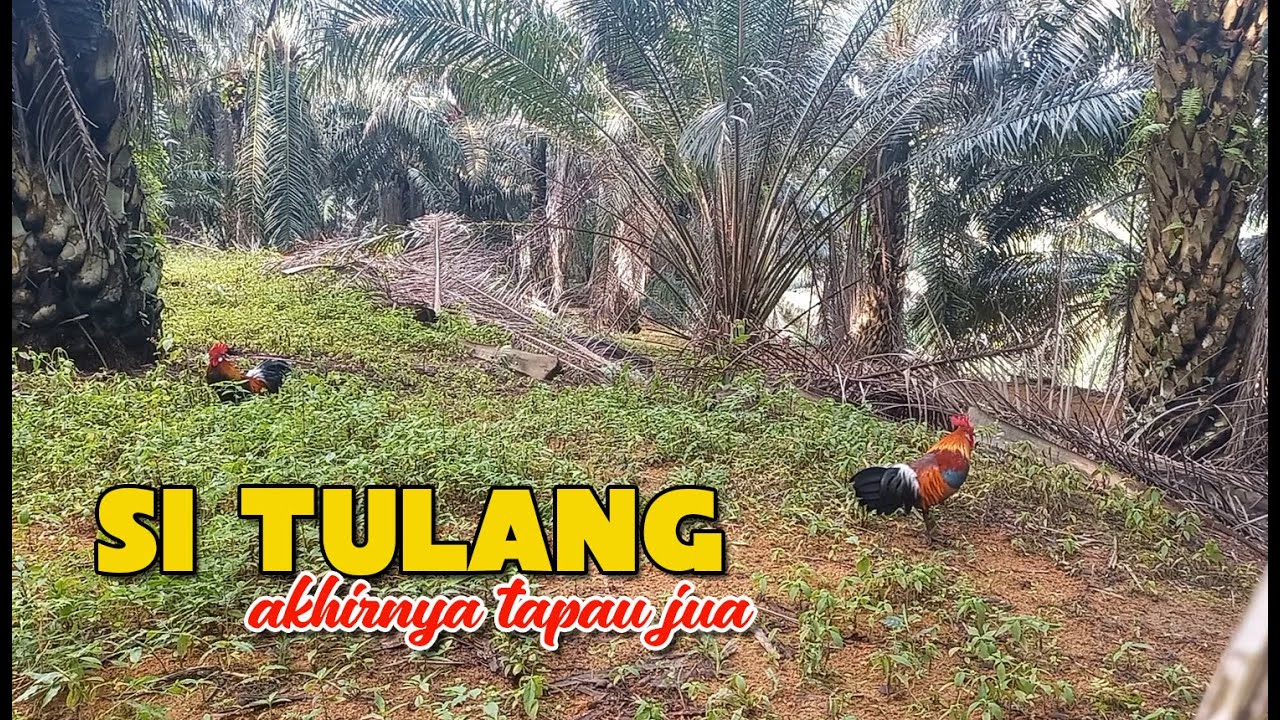 MEMIKAT AYAM HUTAN ... AKHIRNYA SI TULANG TAPAU JUA