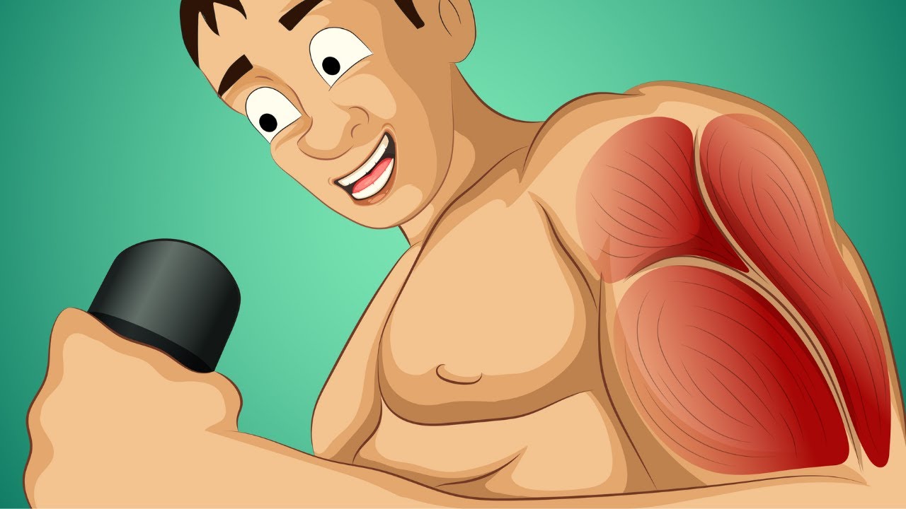 Muscler ses Bras à la Maison  (Sans Matériel)