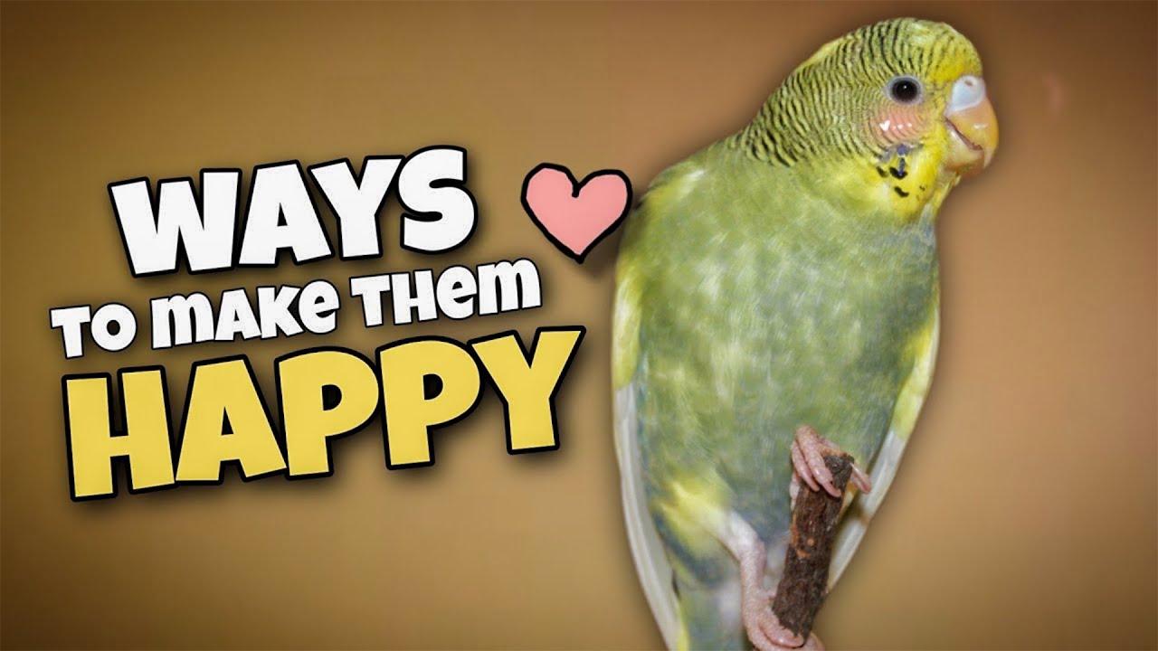 Budgie Growth Stages | Day 47 of Babies Time lapse🐦