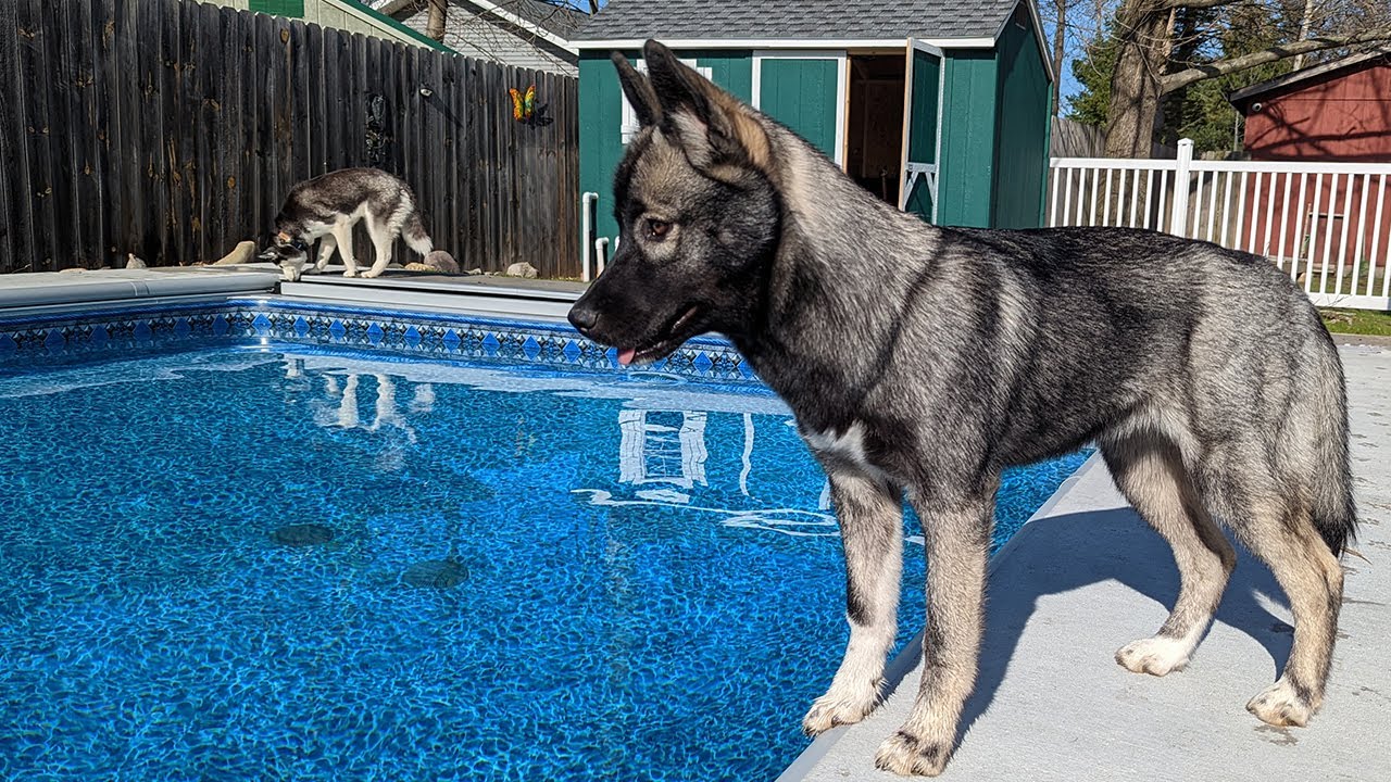 Will Our Husky Puppy Like The Pool?