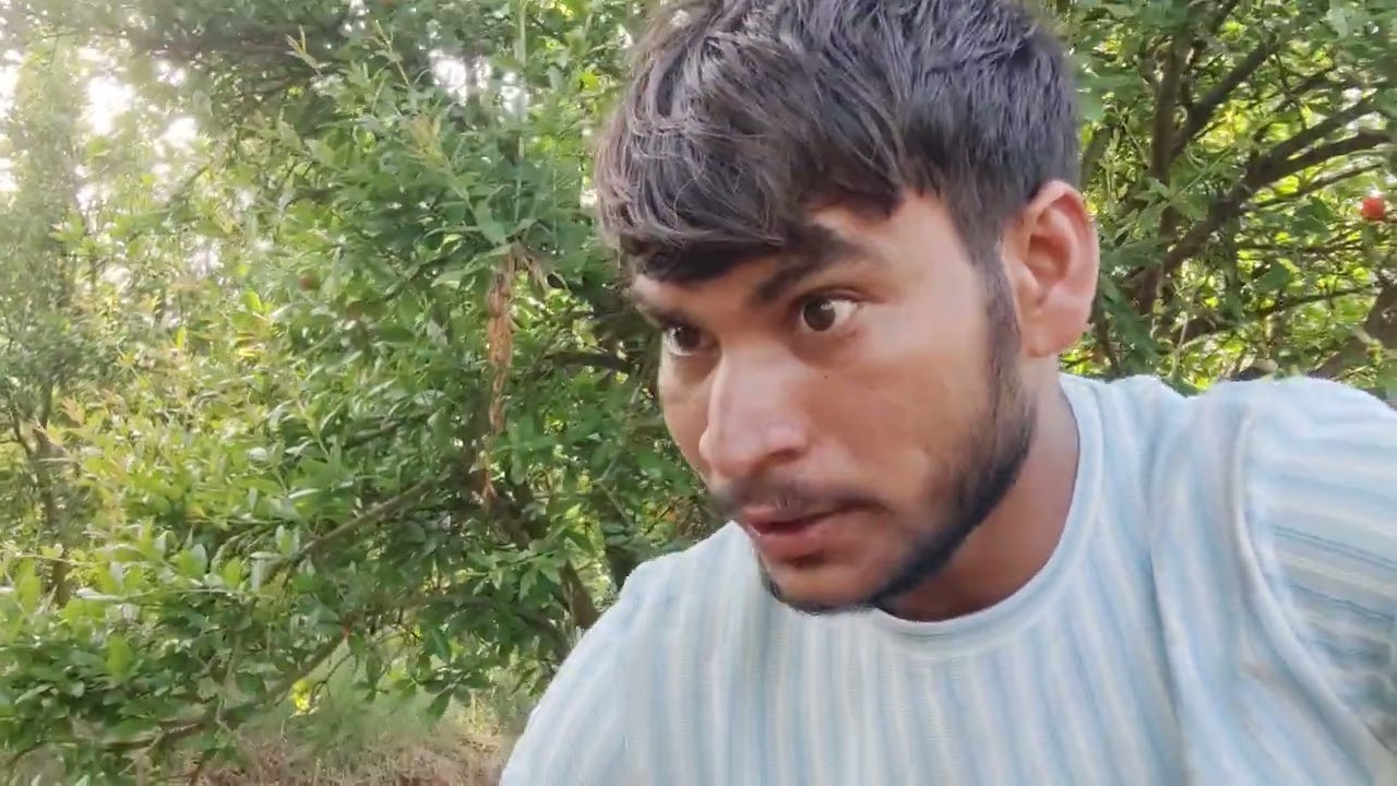 #🌿🌾आज सुबह का #अनार का वीडियो #अनार में क्या-क्या किया क्या काम किया सब के बारे में देखें 🌾
