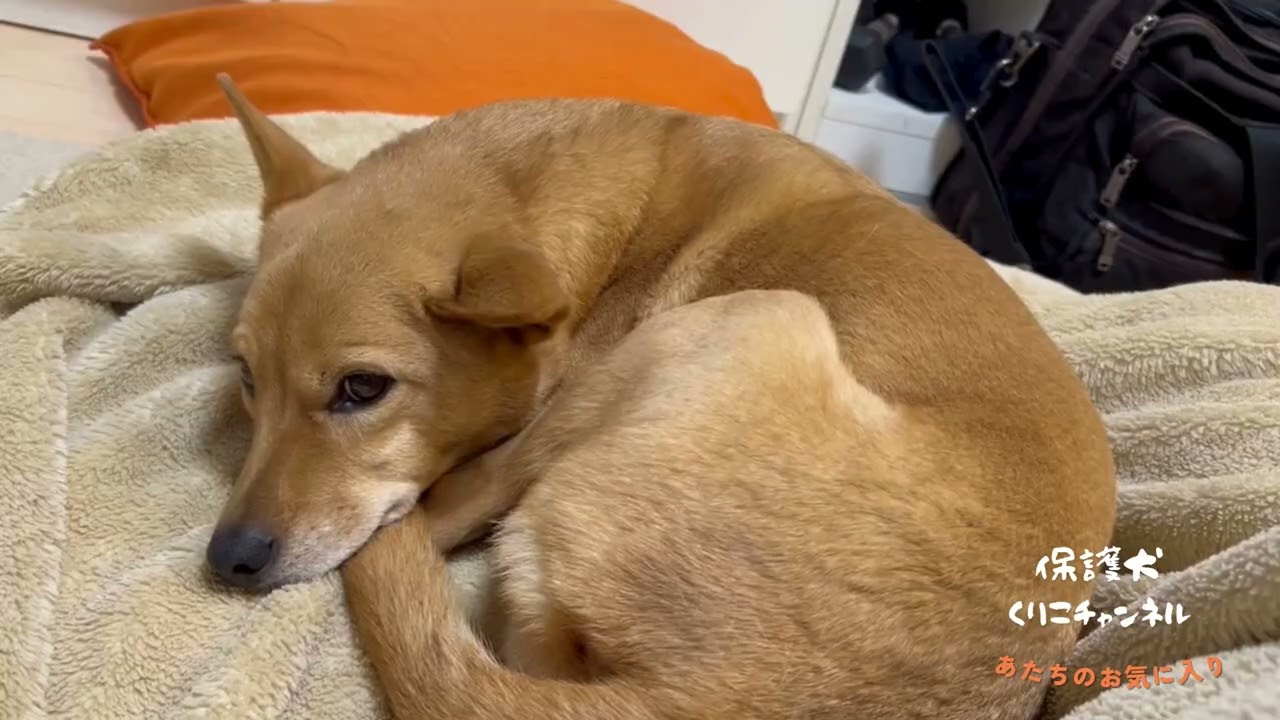 眠たいの　シリーズ3（パパのそば）　　I'm Sleepy Series3 (next to Daddy)
