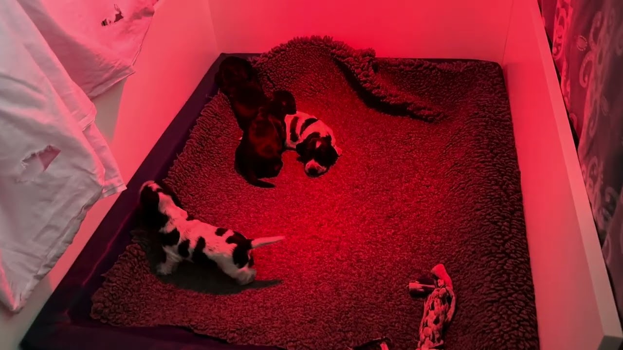 Litter 8: Moving About and Making Adorable Noises #puppy #cute #cockerspaniel #adorable 