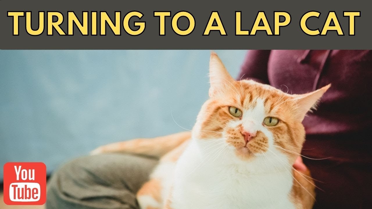 How To Make Your Cat A Lap Cat