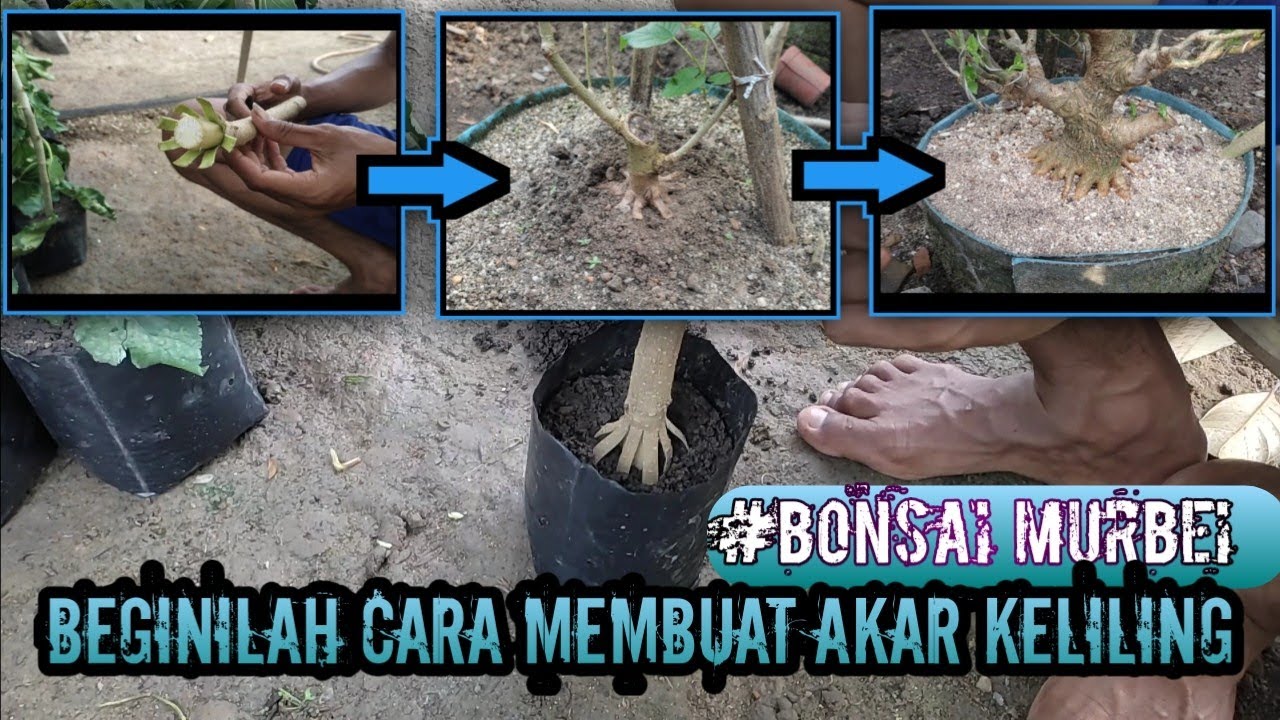 cara membuat akar keliling💫 (bonsai murbei)
