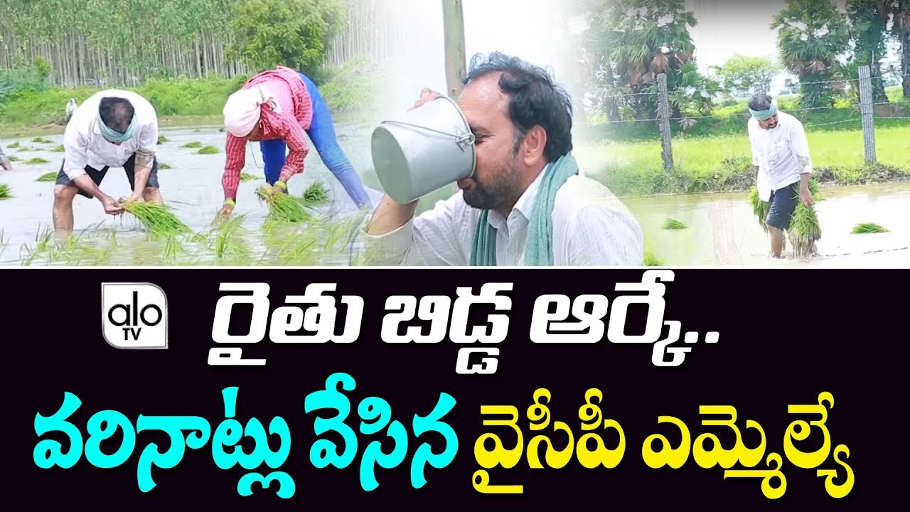 YCP MLA Alla Ramakrishna Reddy Farming | Alla Ramakrishna Reddy Farmer | YS Jagan | AP News | ALO TV
