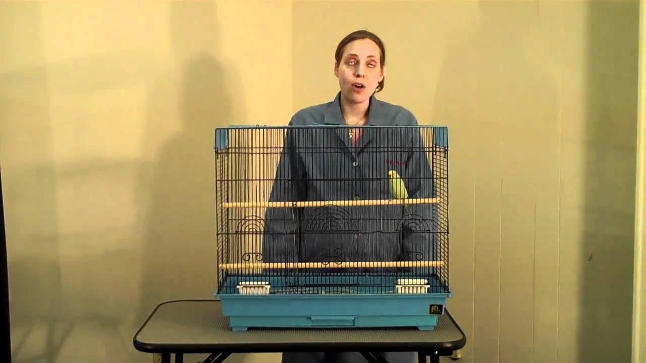 The Importance of Veterinary Visits for your Pet Bird