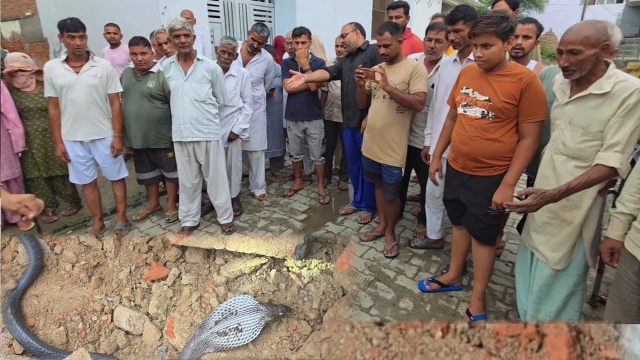 नाग पंचमी के दिन नाग ने भैंसो को ड़सा किसान रो*ता रहा /// स्नेकमैन सतीश फफड़ाना 9255130130