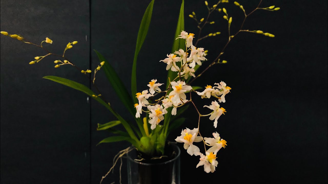 兰花 - 文心兰让你有成功感的种植方法Oncidium Tsiku Marguerite ‘HOF’