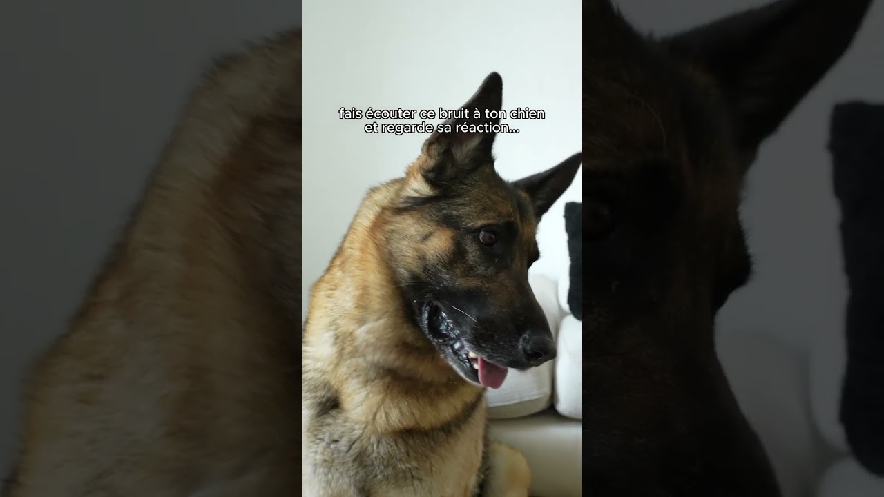 Fais &eacute;couter ce bruit &agrave; ton chien et regarde sa r&eacute;action 😉🐶