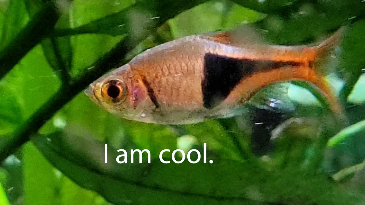Basic Info, The Harlequin Rasbora