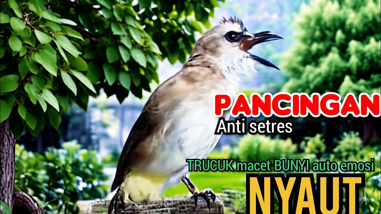TRUCUK Gacor UPLIK NGEPLUR pancingan trucuk agar BUNYI, jadikan burung trucukan BUNYI GACOR sketika 