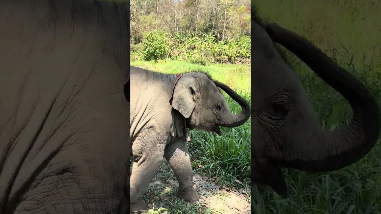 ช้างป่าก้าวไกล😁🐘