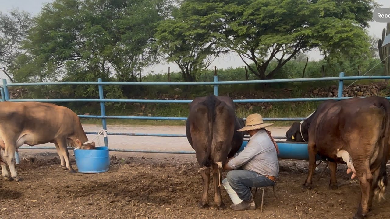 ORDEÑA SOLO VIVE SOLO.. 👨‍🌾