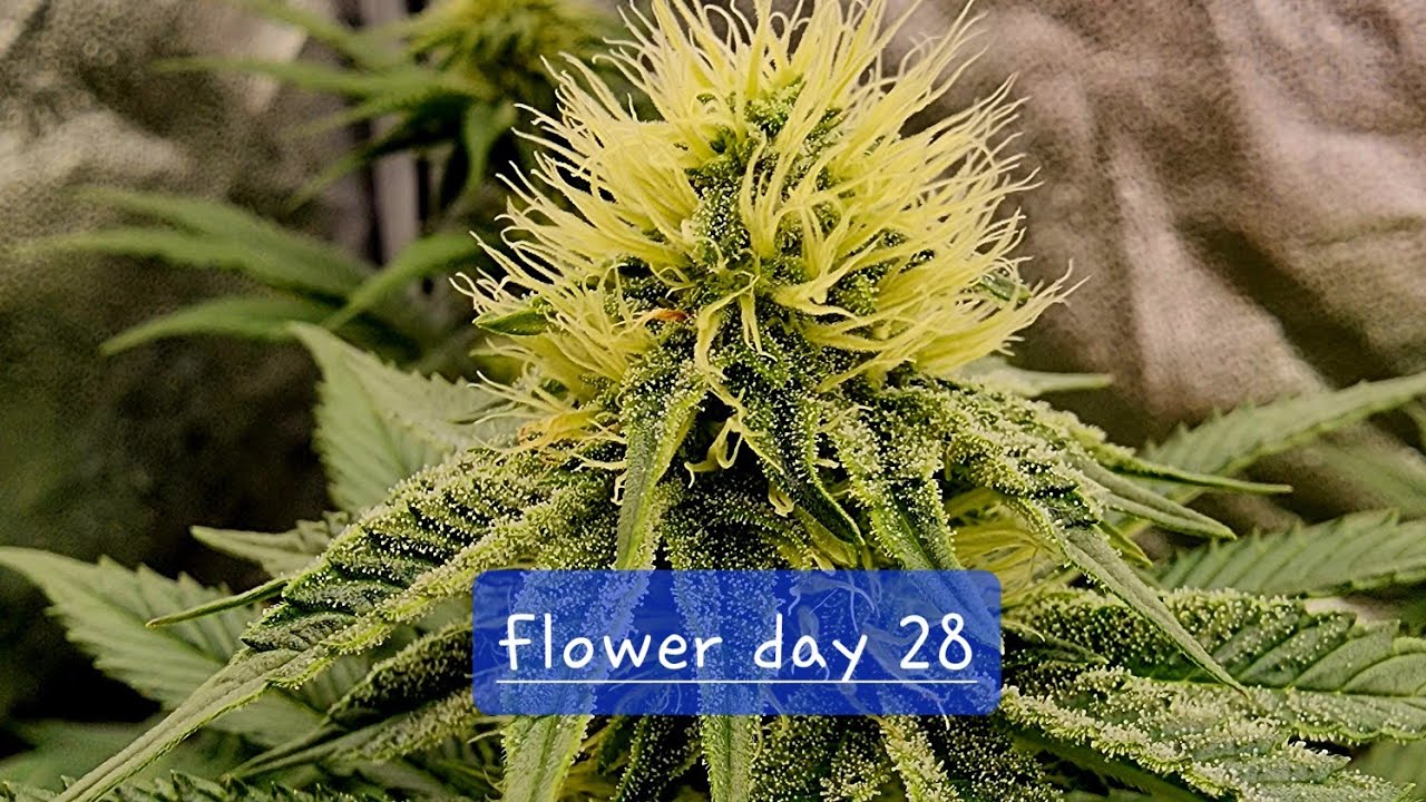 Ethos Genetics