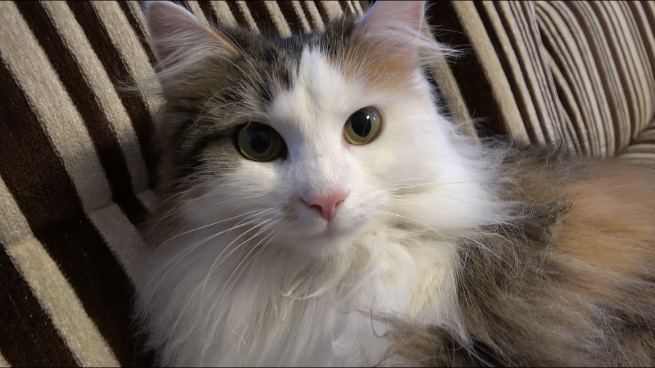 Katze will kuscheln // Cat wants to cuddle