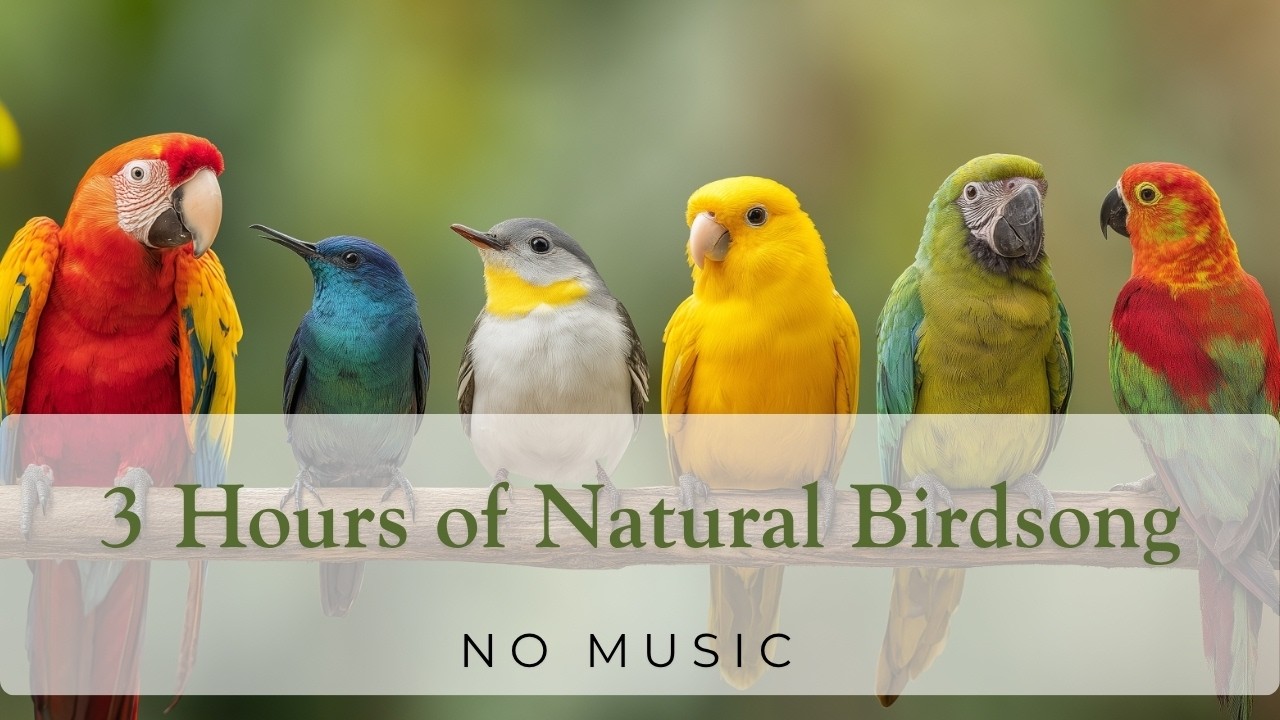 Pure Bird Sounds | 3 Hour Forest Ambience for Relax, Sleep, Study (No Music)