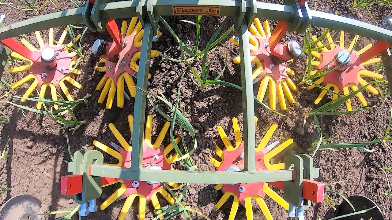 Finger Weeding Garlic With The Tilmor Power Ox - Two Wheel Tractor
