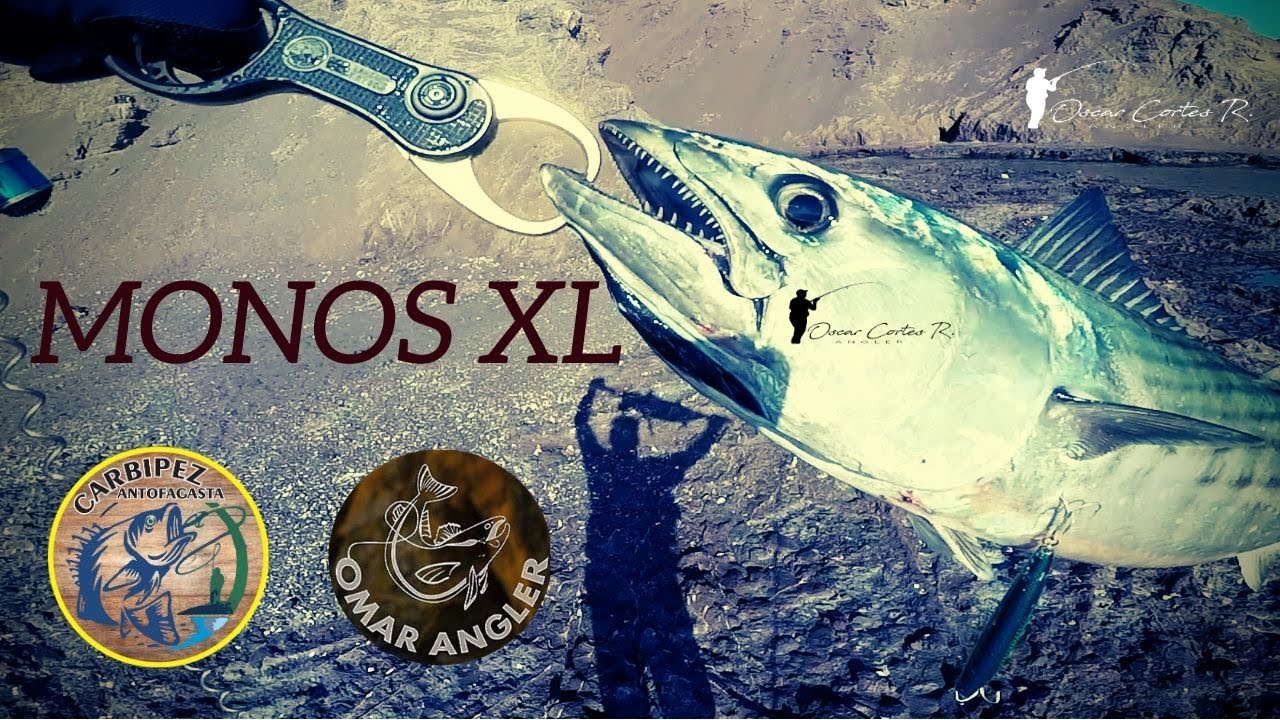 Pesca en Antofagasta-51, gran pesca de monos XL...