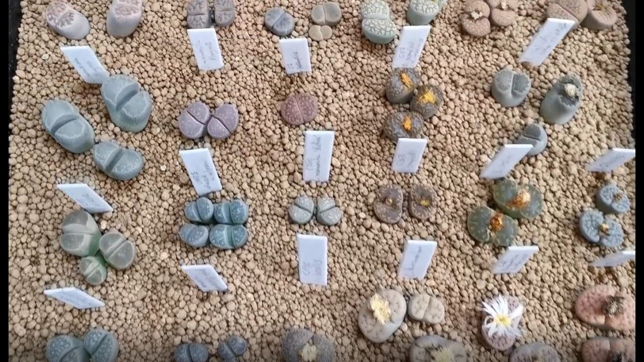 Minha coleção de Lithops e apresentação de espécies!