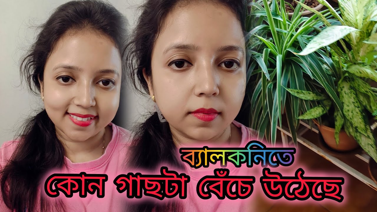 🌅 বেলকনিতে কোন গাছটা বেঁচে উঠেছে 🌿