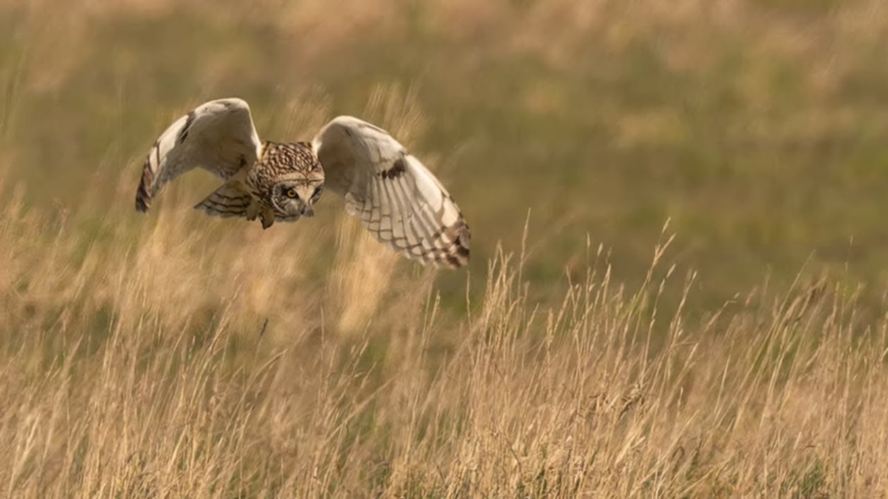 Shorties in Dorset by 