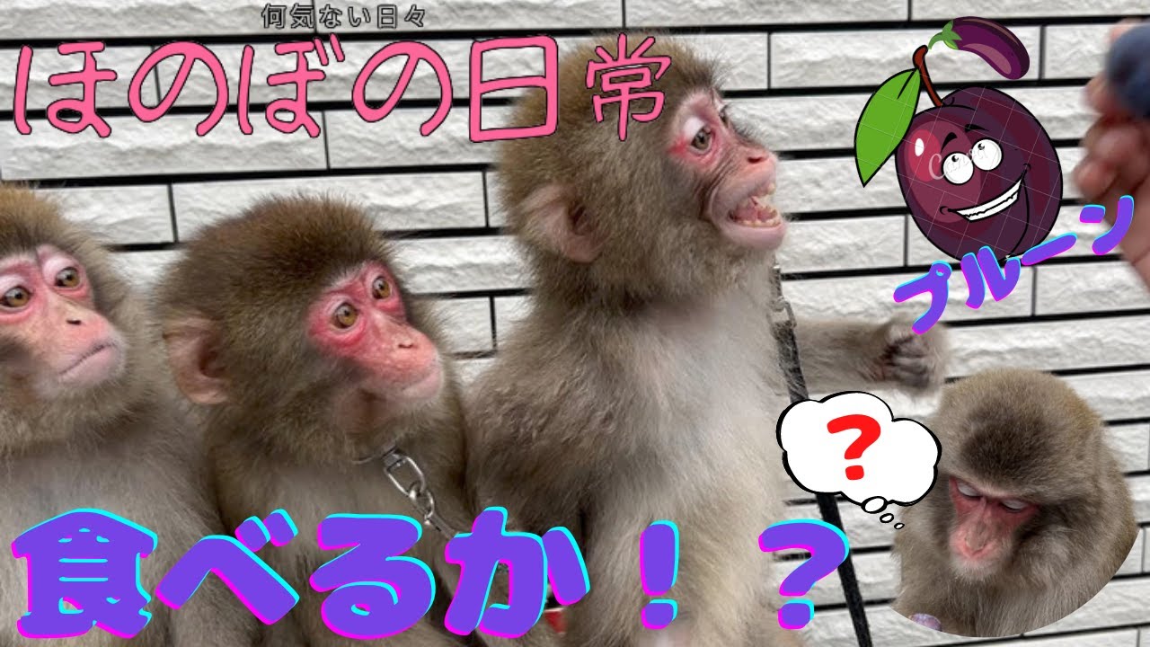 （愛）食べるのか企画第二弾！！今回はプルーン！？食べるのか？そしてお猿さんたちの日常もあるよ！